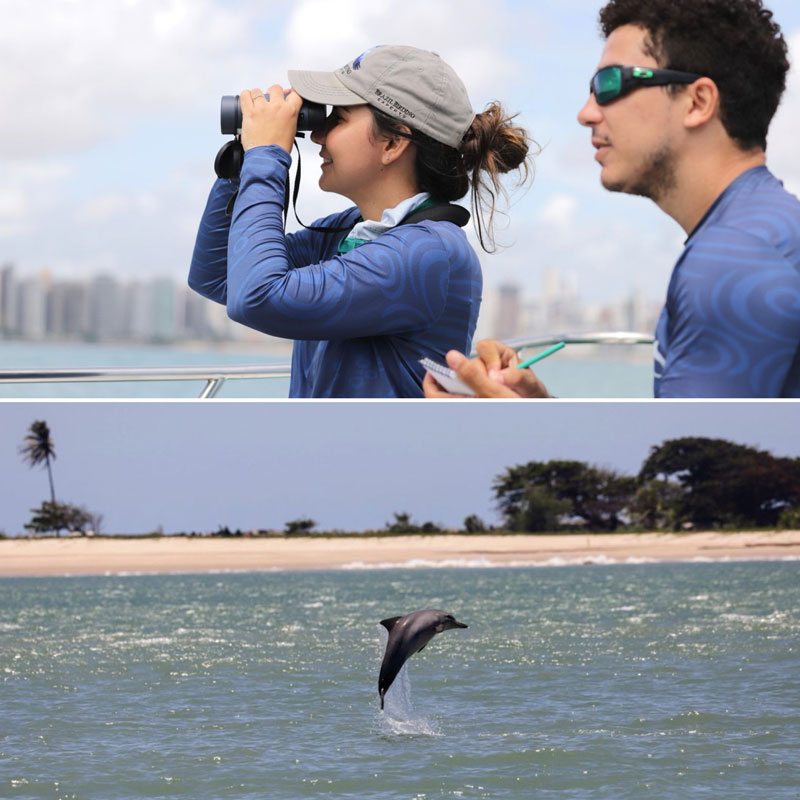 sotalia guianensis guiana delfin dolphin brasil brazil golfinhos