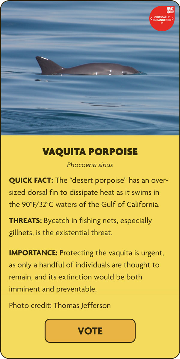vaquita phocoena sinus helfen sie help us vote voting stimme rettung