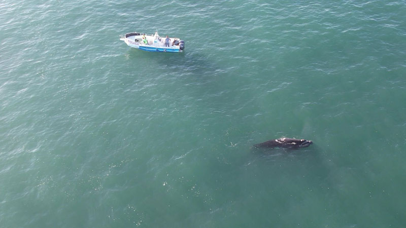 whale watching whalewatching brasilien brasil glattwale wale whales