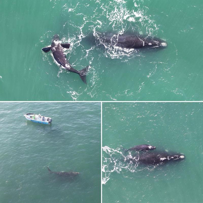 whale watching whalewatching brasilien brasil glattwale wale whales