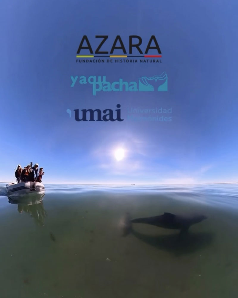 barco de pesquisa barco de pesquisa Argentina Argentina Azara Tursiops gephyreus golfinho-de-lahille golfinho-nariz-de-garrafa 