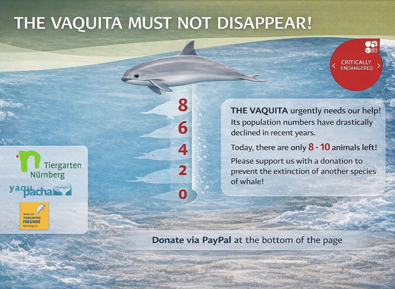 vaquita don't quit the vaquita must not disappear tiergarten nürnberg yaqu pacha verein der tiergartenfreunde nürnberg