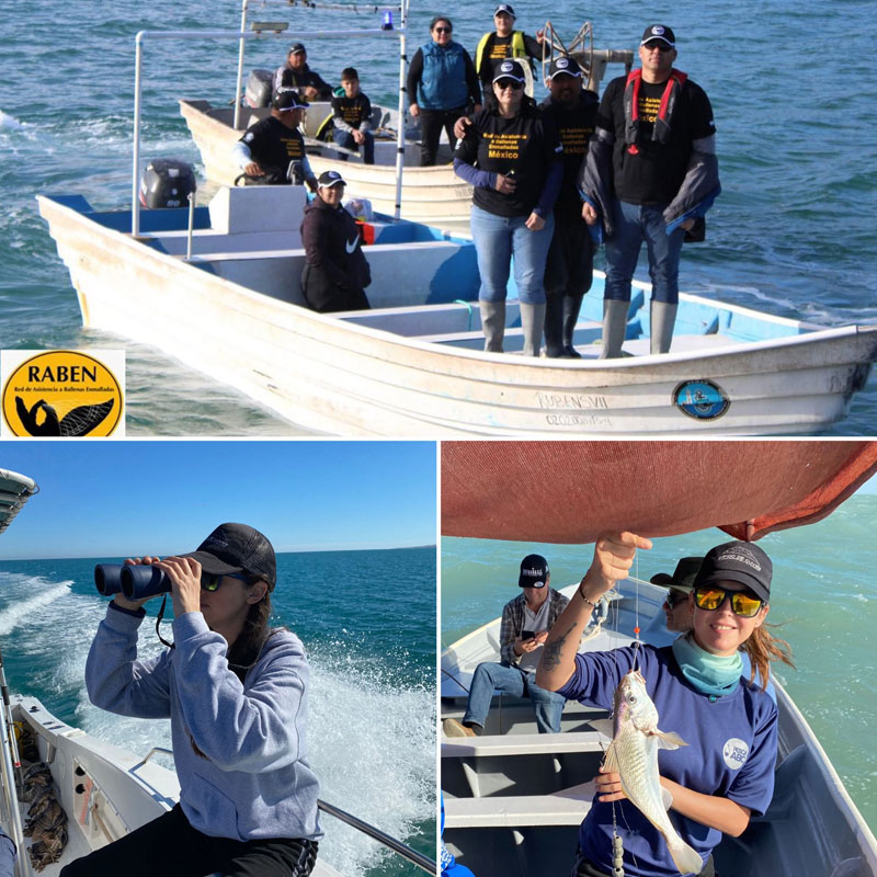 pesca abc ike jime nachhaltige fischerei ohne vaquita beifang no bycatch