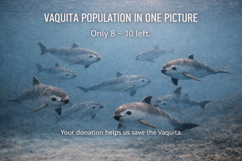 vaquita population in one picture 8-10 animals tiere donation to save the vaquita