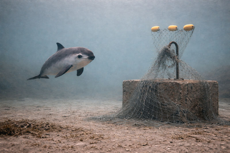 vaquita underwater picture ai concrete blocks with hooks betonblöcke gulf of california fishing net