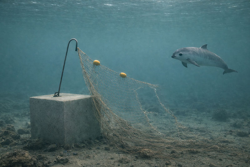 vaquita concrete blocks gulf of california betonblöcke