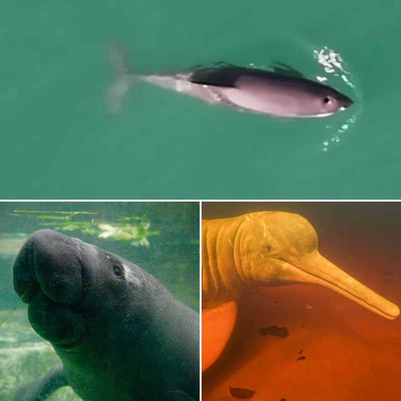 vaquita e manati: uma colaboração científica