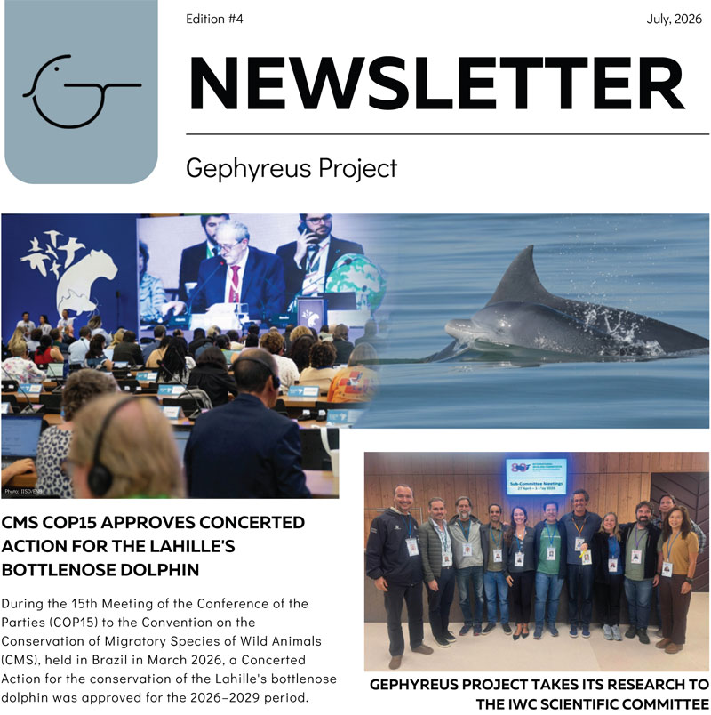 lahille tümmler tursiops gephyreus newsletter